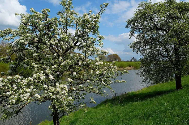 Bloeiende fruitboom in de Betuwe